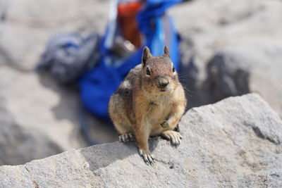Portrait of squirrel on rock