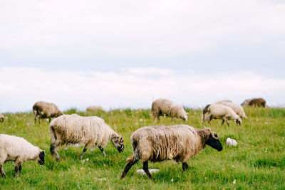 Sheep grazing in a field