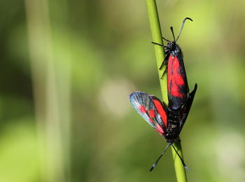 Close up of butterfly