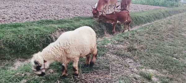 Horses grazing in a field