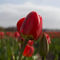 Close-up of red tulip