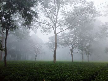 Trees on landscape during foggy weather