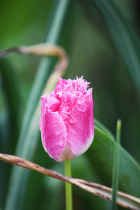 Close-up of pink rose flower