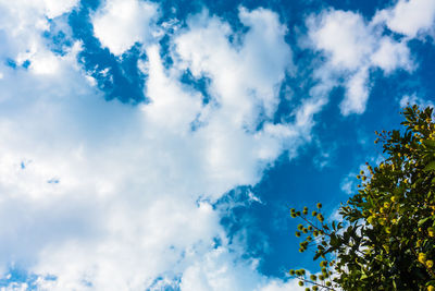 Low angle view of trees against blue sky