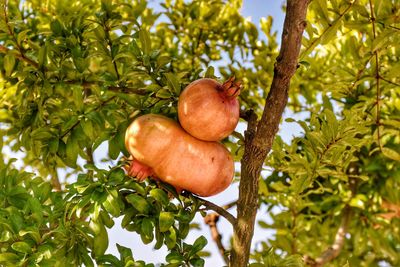 Low angle view of apple on tree