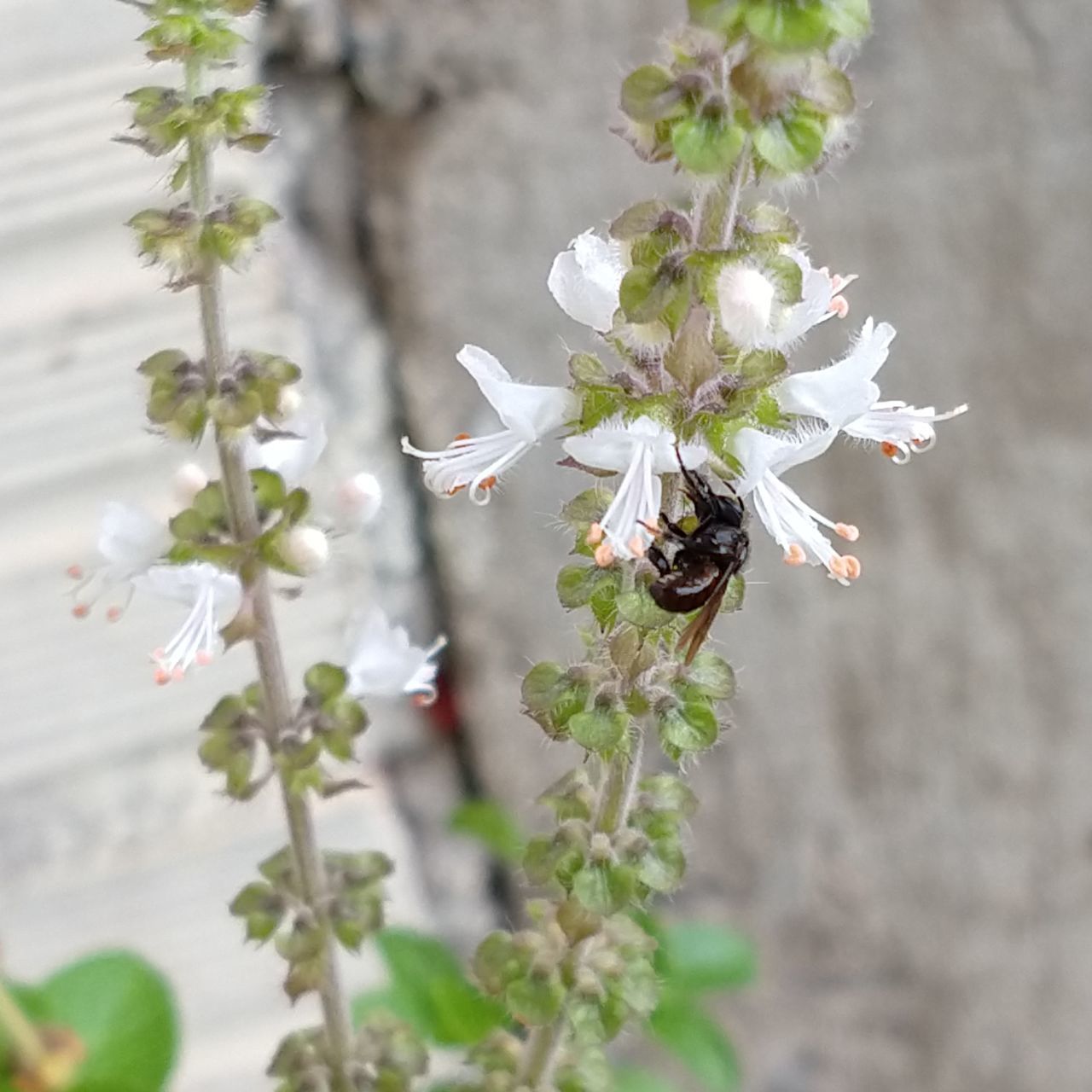 CLOSE-UP OF INSECT ON WHITE FLOWERS