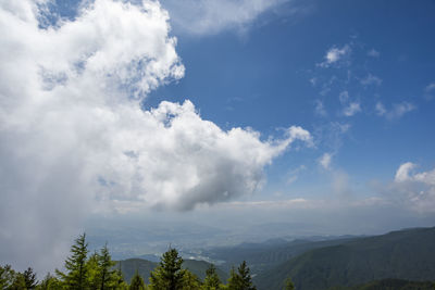 Low angle view of trees against sky