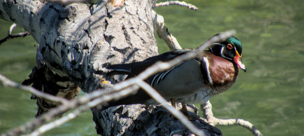 Close-up of bird perching on tree