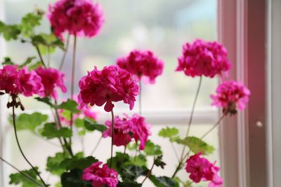 Close-up of pink flowering plants