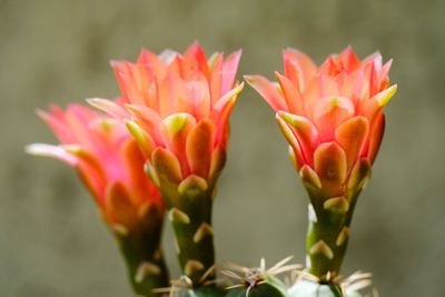 Close-up of pink flower