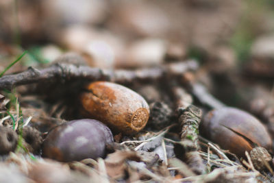 Close-up of dried growing on field