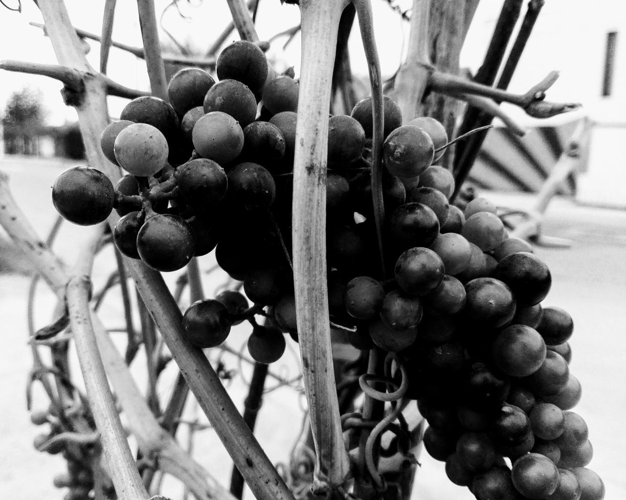 CLOSE-UP OF GRAPES IN CONTAINER