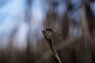 Close-up of wilted plant