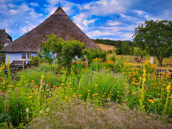 Plants growing on field by building against sky