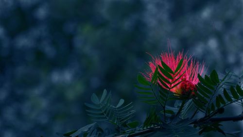 Close-up of red flowering plant