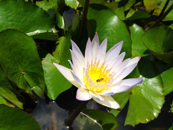 Close-up of lotus water lily in pond