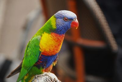 Close-up of parrot perching outdoors