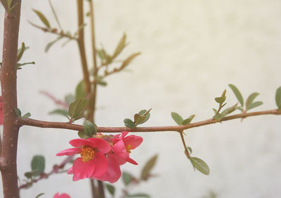 Close-up of pink cherry blossoms on branch