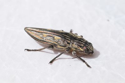 Close-up of insect