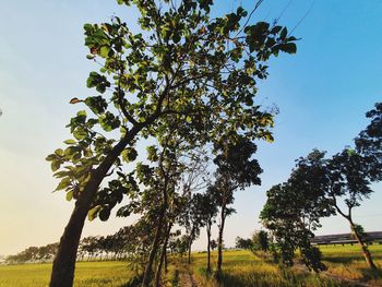 Tree on field against clear sky