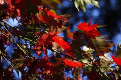 Close-up of maple leaves on tree