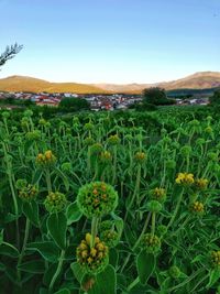 Scenic view of flowering plants on field against sky