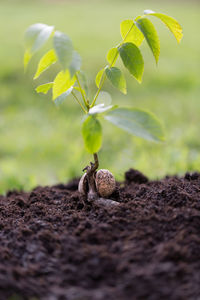 Close-up of snail on field