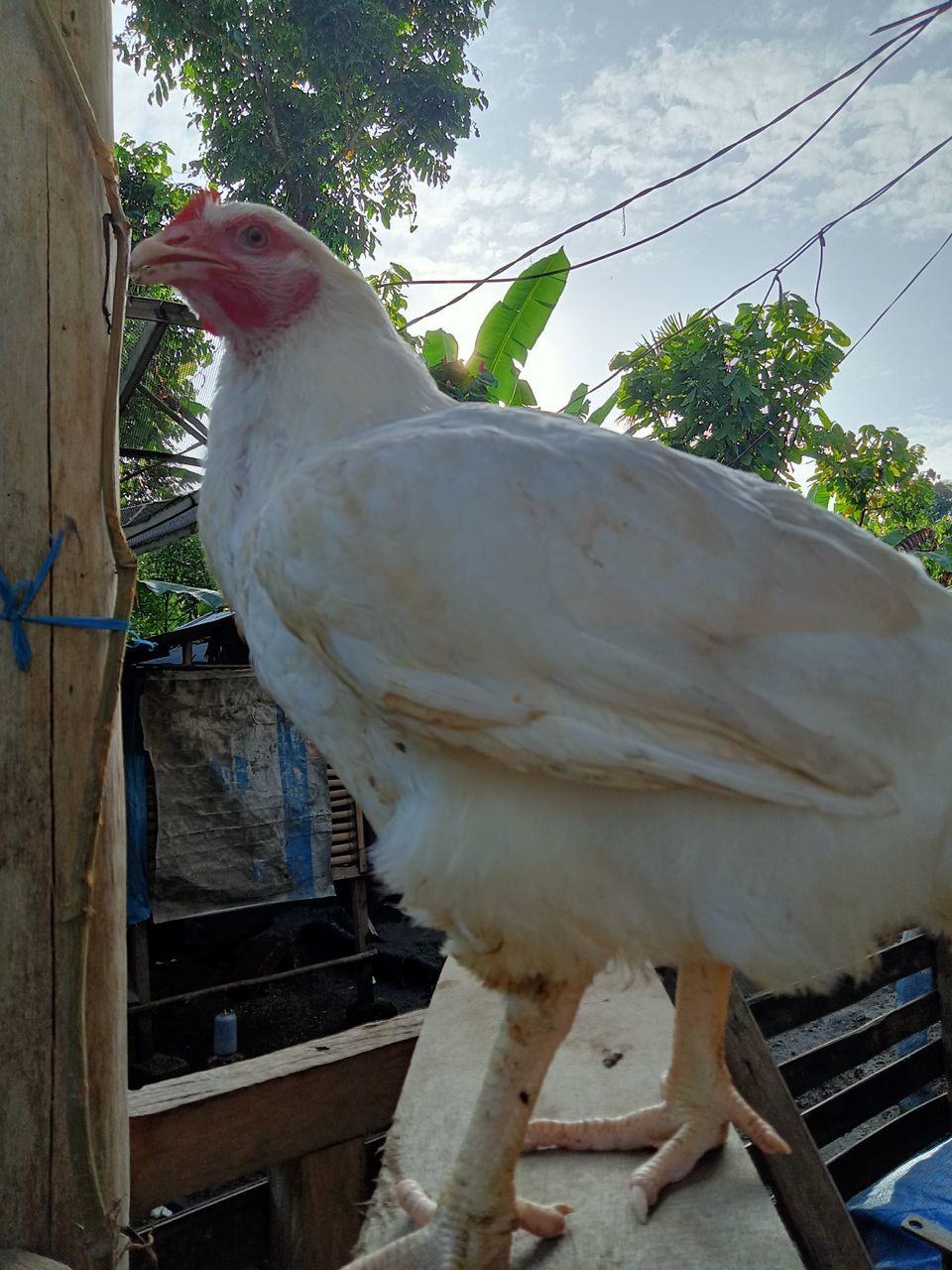 animal, animal themes, bird, one animal, domestic animals, livestock, nature, pet, no people, chicken, day, plant, animal wildlife, wing, outdoors, white, tree, agriculture, perching, beak, feather, mammal