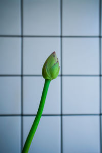 Close-up of green leaf on tiled floor