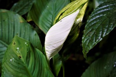 Close-up of wet plant leaves