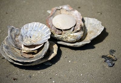 High angle view of seashell on sand at beach