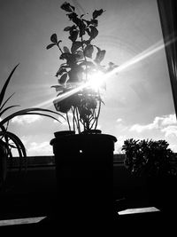 Close-up of silhouette tree against sky