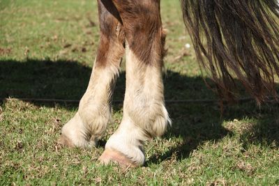 Close up of horse and its paws on field 