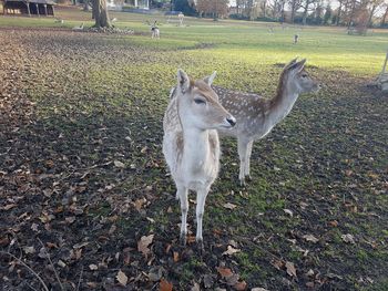 Deer on field