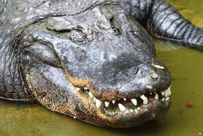 Close-up of a turtle