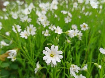 Close-up of white daisy flowers on field