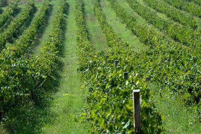 View of corn field