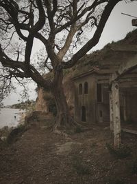 Tree by old building against sky