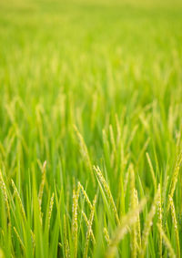Close-up of wheat field