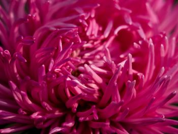 Full frame shot of pink rose flower