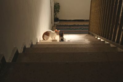 View of a cat on steps