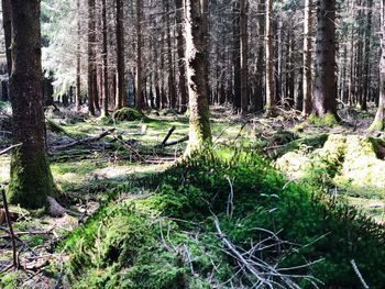 Trees growing in forest