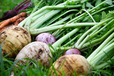 Freshly harvested vegetables. turnip, carrot and beet fruits.