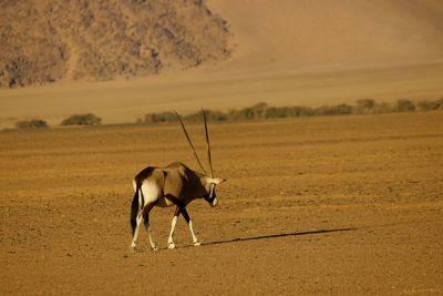 Gemsbok on field