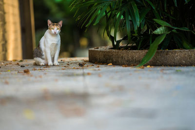 Portrait of a cat