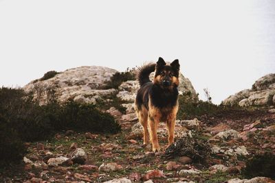 Portrait of german shepherd standing on field against clear sky