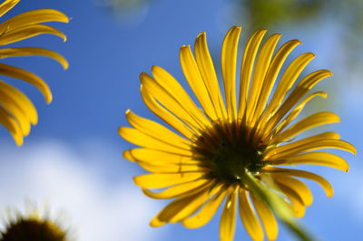 Close-up of yellow flower blooming against sky