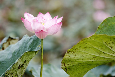 Close-up of pink lotus water lily