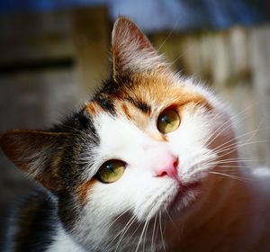 animal