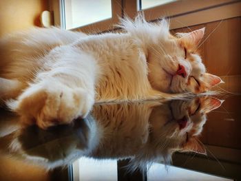 Close-up of cat lying down